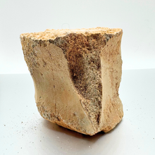 Load image into Gallery viewer, Authentic Whale Vertebra Fossil (Light Brown)
