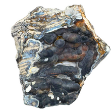 Load image into Gallery viewer, A rare agatized coral geode featuring deep black and blue hues with bubbly formations.
