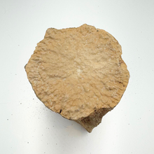 Load image into Gallery viewer, Authentic Whale Vertebra Fossil (Light Brown)
