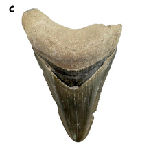 Load image into Gallery viewer, Pick Your Favorites! Megalodon Fossils
