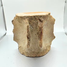 Load image into Gallery viewer, Authentic Whale Vertebra Fossil (Light Brown)
