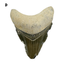 Load image into Gallery viewer, Pick Your Favorites! Megalodon Fossils

