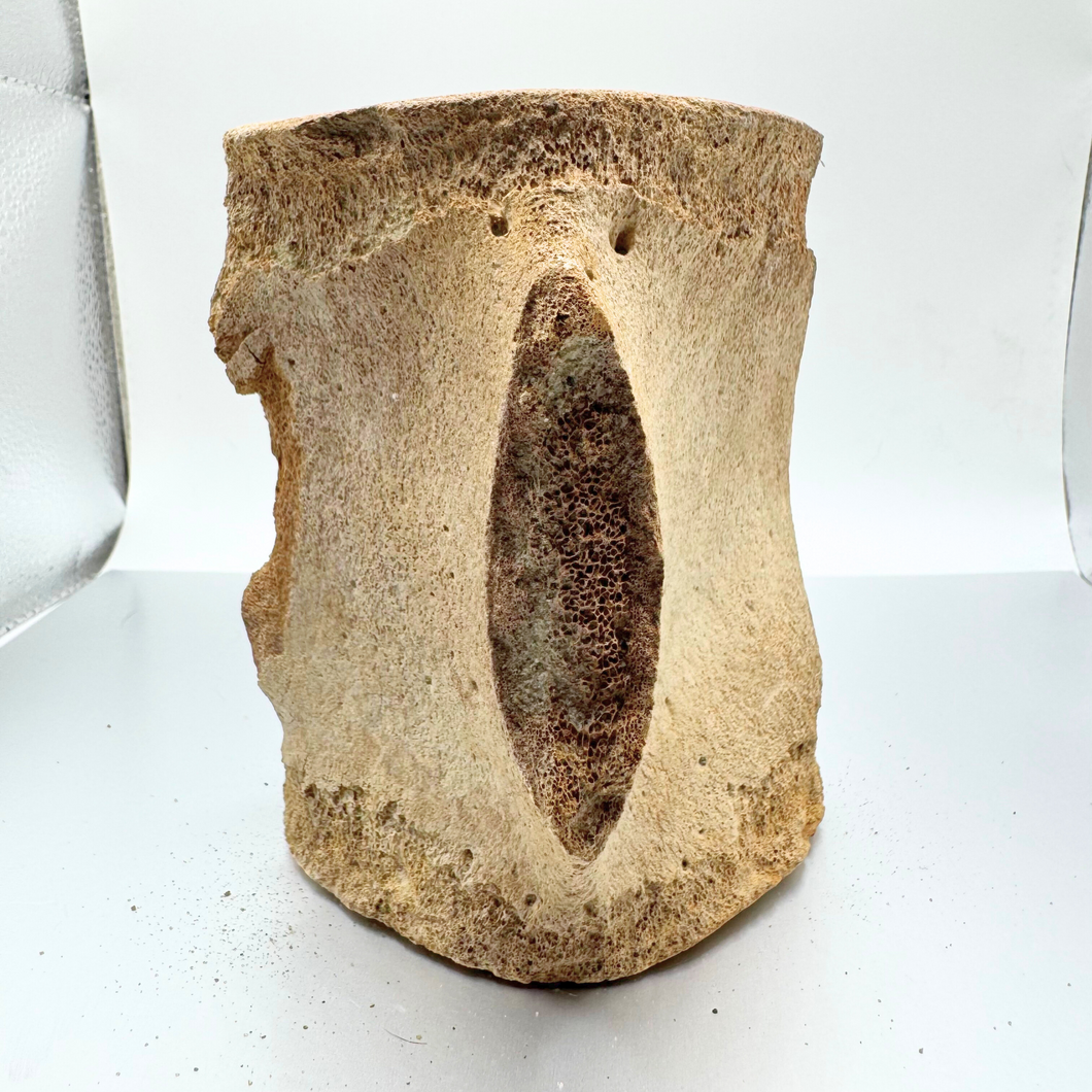 Authentic Whale Vertebra Fossil (Tan)