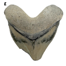Load image into Gallery viewer, Pick Your Favorites! Megalodon Fossils

