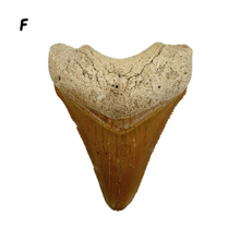 Load image into Gallery viewer, Pick Your Favorites! Megalodon Fossils
