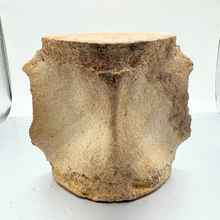 Load image into Gallery viewer, Authentic Whale Vertebra Fossil (Tan)
