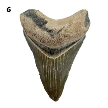 Load image into Gallery viewer, Pick Your Favorites! Megalodon Fossils
