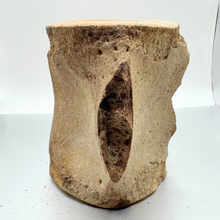 Load image into Gallery viewer, Authentic Whale Vertebra Fossil (Tan)
