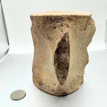 Load image into Gallery viewer, Authentic Whale Vertebra Fossil (Tan)
