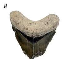 Load image into Gallery viewer, Pick Your Favorites! Megalodon Fossils
