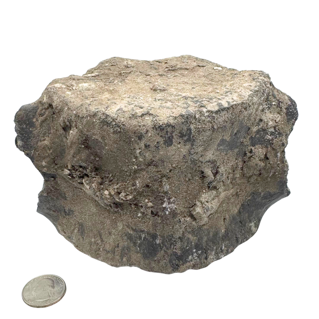 Authentic Whale Vertebra Fossil (Grey)