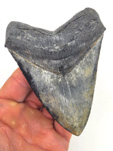 Load image into Gallery viewer, 4.5&quot; SMOKER Megalodon Fossil
