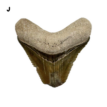 Load image into Gallery viewer, Pick Your Favorites! Megalodon Fossils
