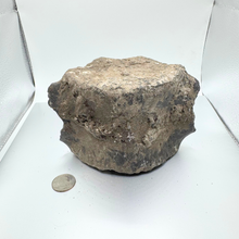 Load image into Gallery viewer, Authentic Whale Vertebra Fossil (Grey)
