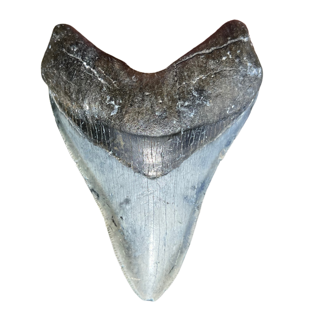 4.1 Inch Megalodon Fossil Tooth