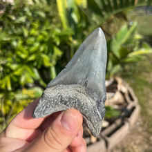 Load image into Gallery viewer, 4-Inch Megalodon Tooth Fossil
