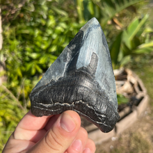 Load image into Gallery viewer, 4.71&quot; Megalodon Tooth – Venice, Florida Fossil
