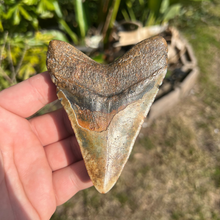 Load image into Gallery viewer, 4.43&quot; Rare Venice Megalodon Tooth – Chocolate Top with Red Hues
