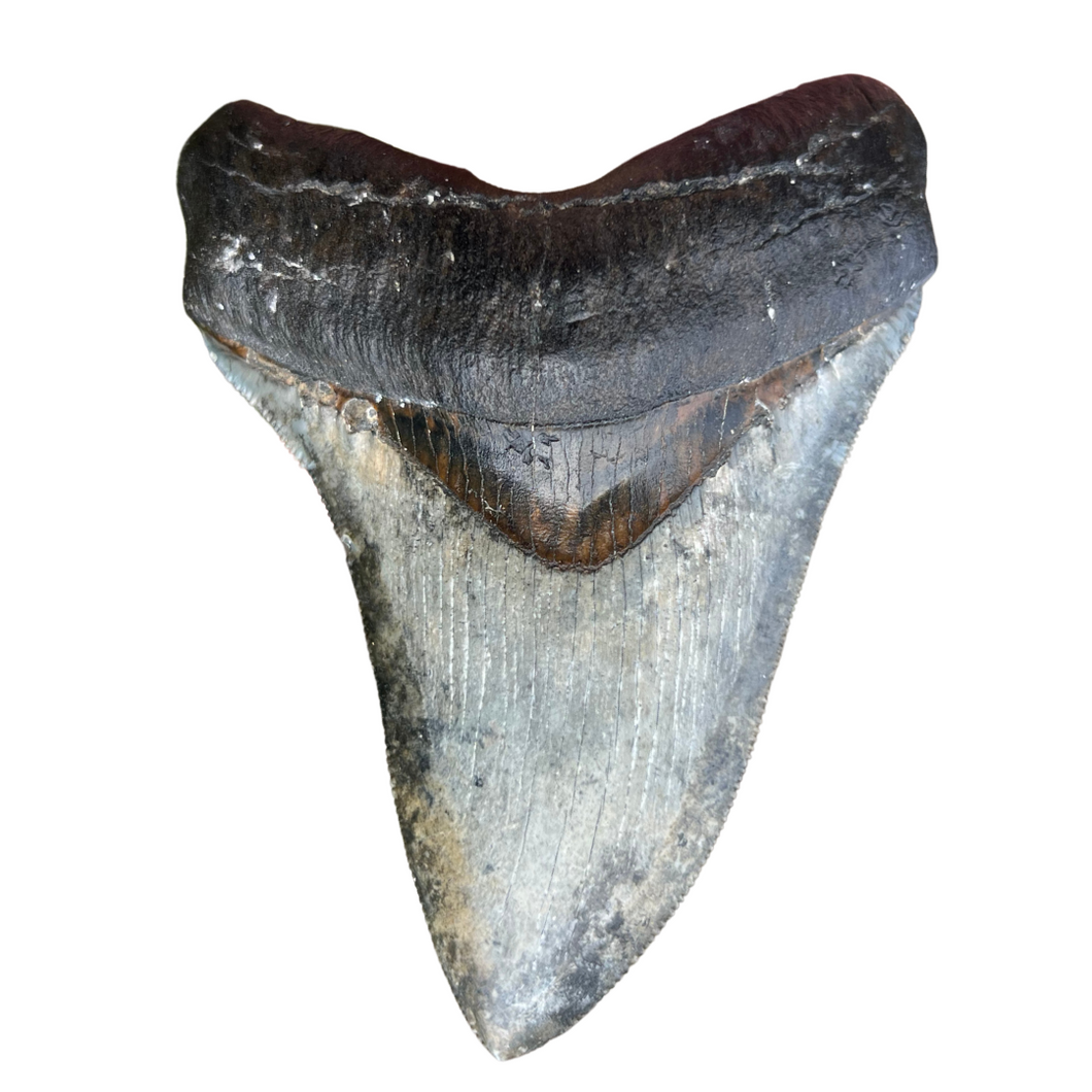 3.82 Inch Megalodon Fossil Tooth