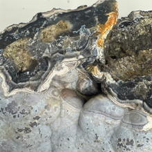 Load image into Gallery viewer, Large Blue &amp; White Agatized Coral Geode
