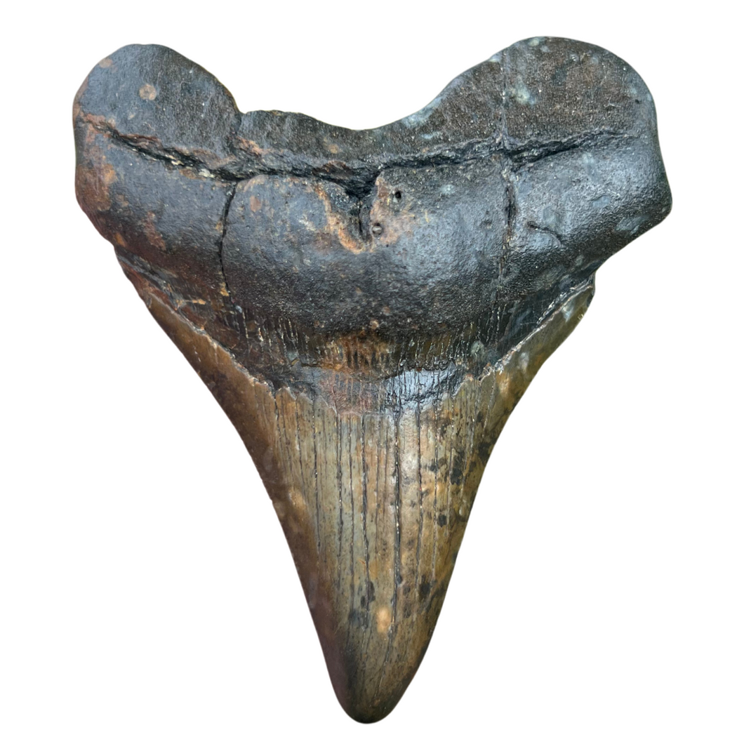 3.3 Inch North Carolina Ledge Megalodon Tooth