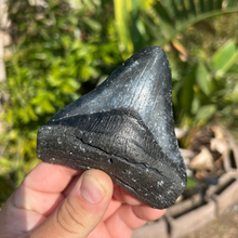 Load image into Gallery viewer, 4.25&quot; Posterior Megalodon Tooth – Rare Venice Fossil
