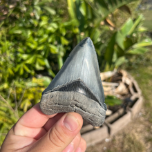 Load image into Gallery viewer, 3.99&quot; Megalodon Tooth – Venice, Florida Fossil
