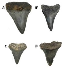 Load image into Gallery viewer, Select Your Great White Fossil
