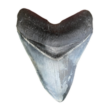 Load image into Gallery viewer, 4.6 Inch Megalodon Fossil Tooth
