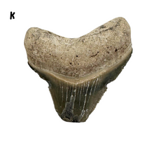 Load image into Gallery viewer, Pick Your Favorites! Megalodon Fossils
