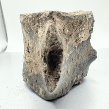 Load image into Gallery viewer, Authentic Whale Vertebra Fossil (Grey)
