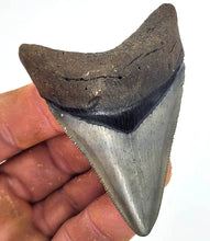 Load image into Gallery viewer, &quot;CHOCOLATE TOP&quot; 2 15/16&quot; Meg Shark Fossil

