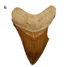Load image into Gallery viewer, Pick Your Favorites! Megalodon Fossils
