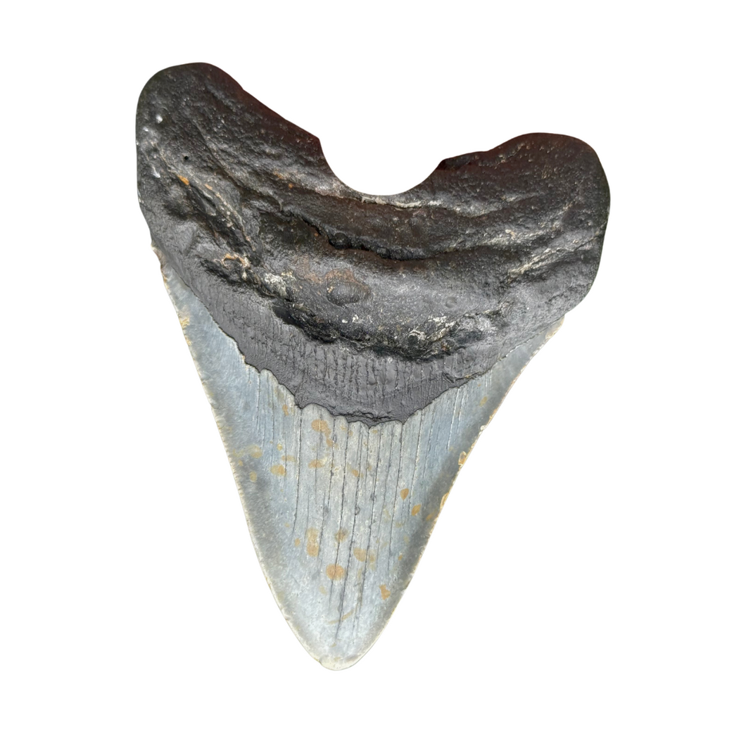 4.21 Meg Fossil