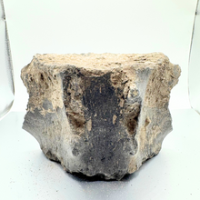 Load image into Gallery viewer, Authentic Whale Vertebra Fossil (Grey)

