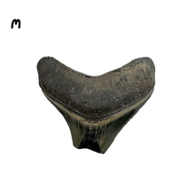 Load image into Gallery viewer, Pick Your Favorites! Megalodon Fossils
