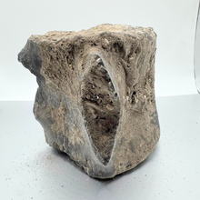 Load image into Gallery viewer, Authentic Whale Vertebra Fossil (Grey)
