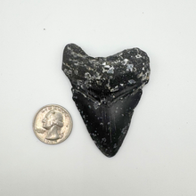 Load image into Gallery viewer, CHEAP Black Megalodon Fossil
