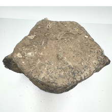 Load image into Gallery viewer, Authentic Whale Vertebra Fossil (Grey)
