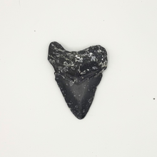 Load image into Gallery viewer, CHEAP Black Megalodon Fossil
