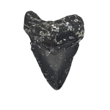 Load image into Gallery viewer, CHEAP Black Megalodon Fossil
