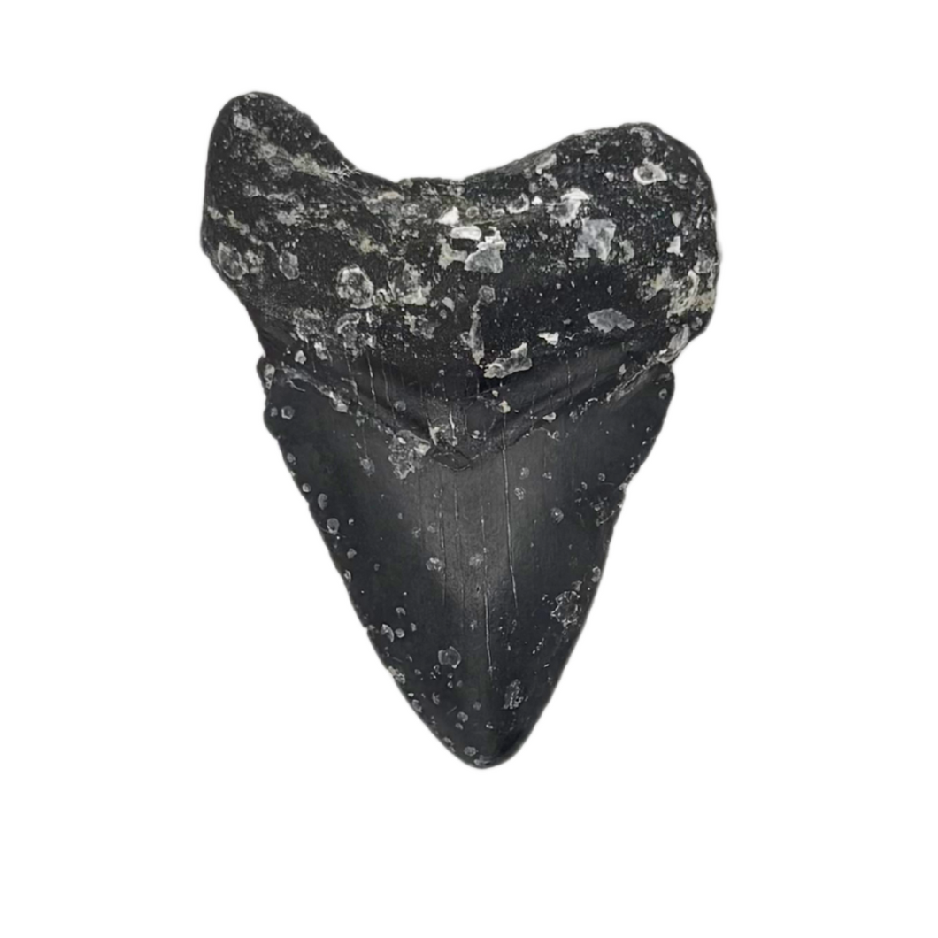 CHEAP Black Megalodon Fossil