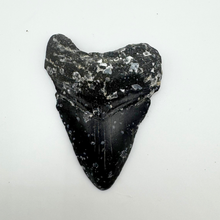 Load image into Gallery viewer, CHEAP Black Megalodon Fossil

