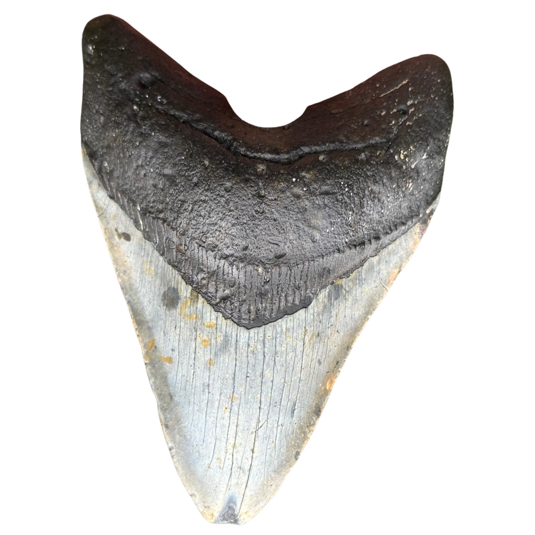4.70 Meg Fossil