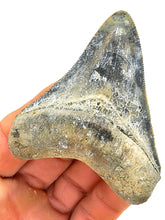 Load image into Gallery viewer, LIGHTNING Golden Beach 3 1/8 Inch Megalodon Shark Fossil
