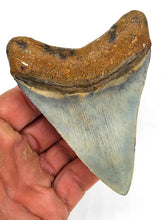 Load image into Gallery viewer, COLORFUL Golden Beach 3 7/8&quot; Megalodon Shark Fossil
