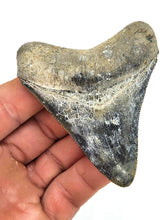 Load image into Gallery viewer, LIGHTNING Golden Beach 3 1/8 Inch Megalodon Shark Fossil
