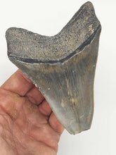 Load image into Gallery viewer, BIG 4.5&quot; Inch Megalodon Shark Tooth Fossil
