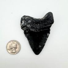 Load image into Gallery viewer, CHEAP Meg Fossil
