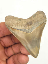 Load image into Gallery viewer, Light Colored 2 5/8&quot; Inch Megalodon Shark Fossil
